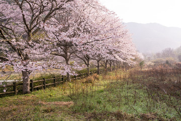 桜の花　春イメージ