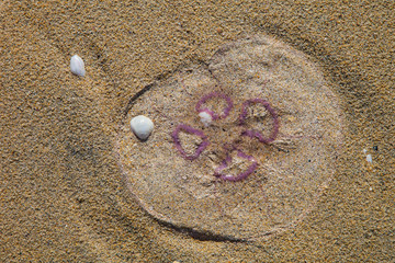 Medusa en bancos de arena de Luskentyre. Jellyfish on Luskentyre Banks. South Harris Island. Outer...