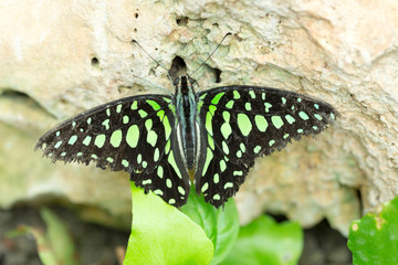 Schmetterling