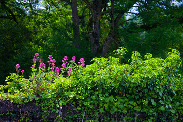 Jardín de ribera del río Nore. Pueblo Inistioge. Condado de Kilkenny. Sureste de Irlanda.