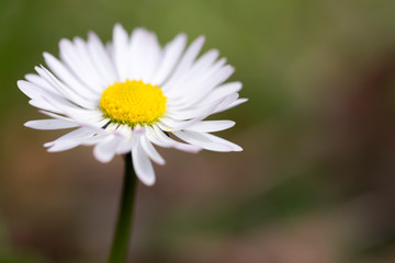 Fototapeta premium Gänseblume
