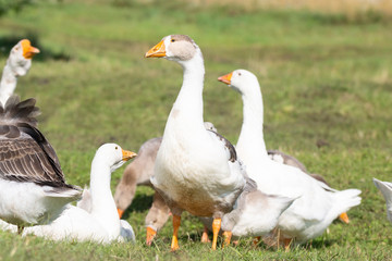 Obraz premium goose on grass