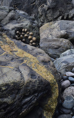 Limpets growing at Pendour Cove Zennor Cornwall in legend the haunt of mermaids