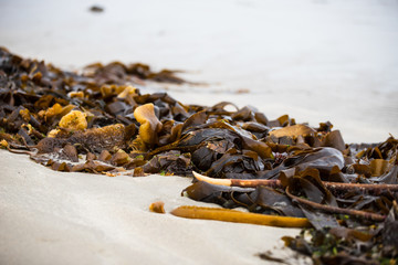 An endless line of sea ​​algae washed up shore after high tide at Inchydoney beach, Ireland