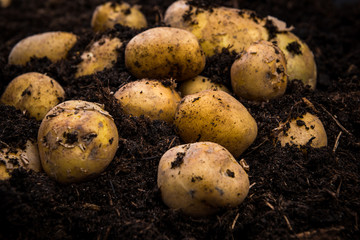 Bunch of Fresh Harvested Potatoes in Soil Dirt