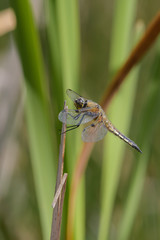 Vierfleck (Libellula quadrimaculata)