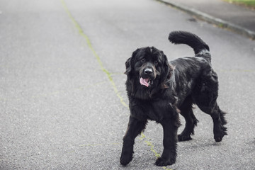 A purebred newfoundland black dog standing in the middle of the road with the tongue out