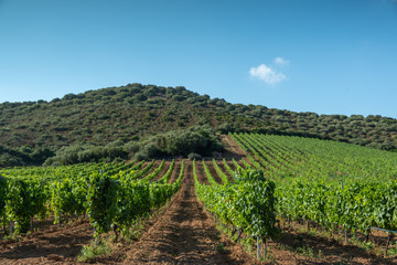 Vineyards in the north of Corsica