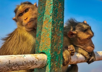 Two monkeys in different zones.