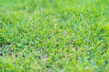 Natural green grass texture. green grass background