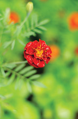 red poppy on green background