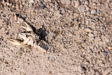 Dried cancer skeleton in the mud on the shore after ebb