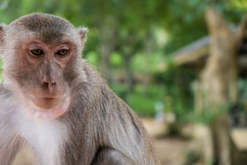 monkey. The concept of animals in the zoo. soft focus