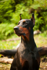 Beautiful dog breed Doberman on nature in sammer