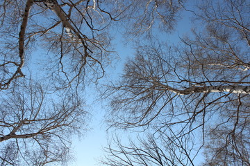 Fototapeta na wymiar tree tops in the sky