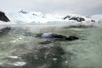 Fototapeta na wymiar The penguin (spheniscus humboldti) swim in water near snowy coast.