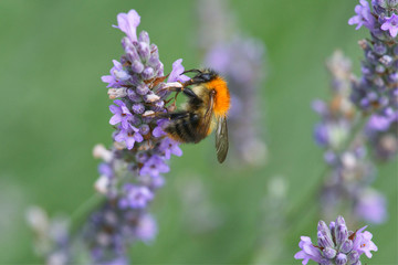 Close up of a bumble bee on purple flowering lavendar