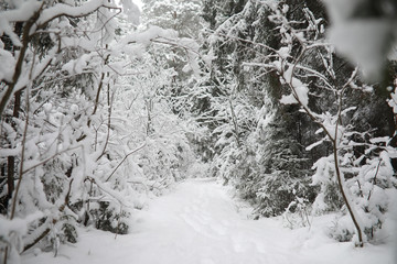 Winter landscape. Forest under the snow. Winter in the park.