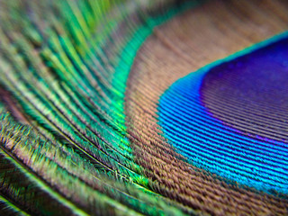 Fototapeta premium closeup of peacock feather