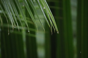 Water drops on leaves of coconut tree