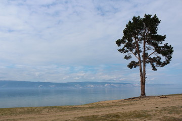 Fototapeta na wymiar a lonely tree on the shore