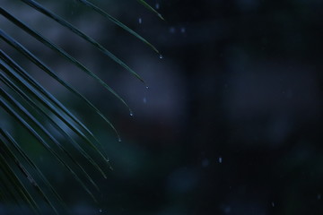 Water drops on leaves of coconut tree