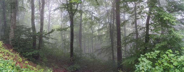 Fototapeta na wymiar Nebel auf dem Rußberg 