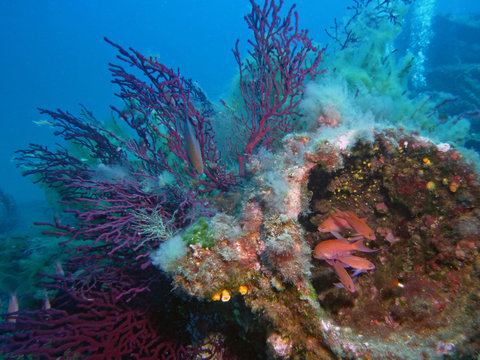 Paysage sous-marin de M&eacute;diterran&eacute;e, poissons et gorgones