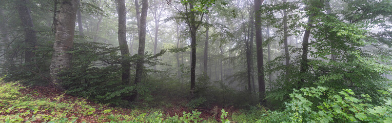 Nebel auf dem Rußberg 