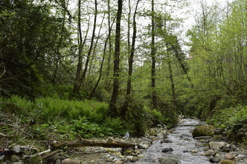 path in the forest