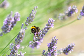 bee on purple flowering buddleia