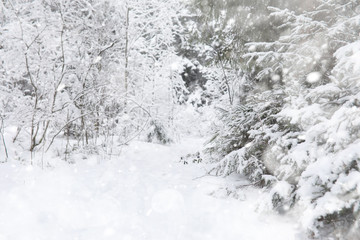 Winter landscape. Forest under the snow. Winter in the park.