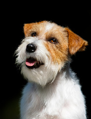 portrait of jack russell terrier dog