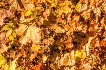 Background of yellow fallen maple leaves