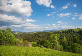 Obraz premium Beautiful nature in the Carpathians.