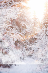 Winter landscape. Forest under the snow. Winter in the park.