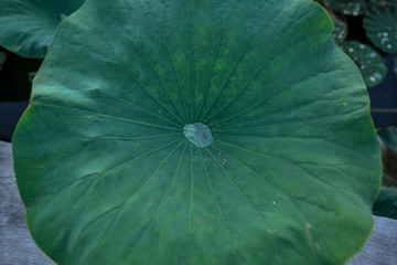 river lotuses and their leaves
