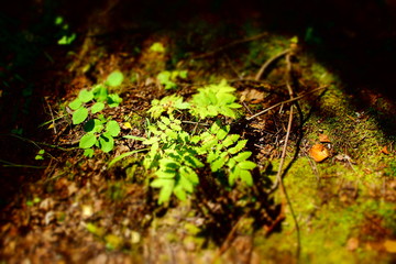 forest earth background texture. forest grass branches top view close-up