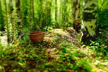 forest landscape basket for mushrooms and berries in the birch forest