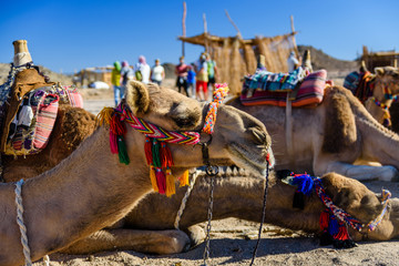 Camels in arabian desert not far from the Hurghada city, Egypt