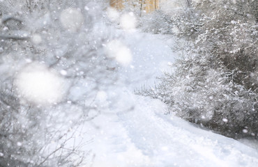 Winter Park. Landscape in snowy weather. January.