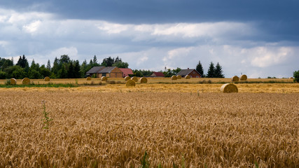 Żniwa na Podlasiu © podlaski49