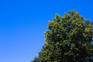 Branches of maple against a blue sky