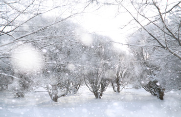 Obraz na płótnie Canvas Winter Park. Landscape in snowy weather. January.