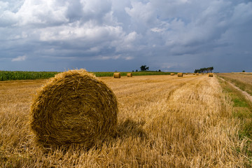 Żniwa na Podlasiu © podlaski49