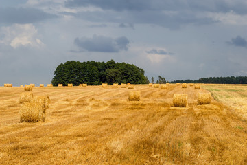 Żniwa na Podlasiu © podlaski49