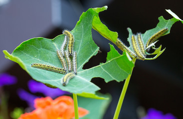 A cluster of white cabbage Butterfly caterpillars on a partially eaten nasturtium flower