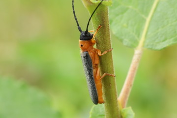 Oberea oculata