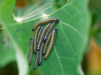 Cluster of White Cabbage Leaf Caterpillars on a partially eaten green vieined leaf