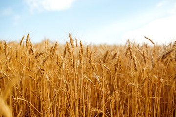 backdrop of ripening ears of yellow wheat field on the sunset cloudy orange sky background. Copy space of the setting sun rays on horizon in rural meadow Close up nature photo Idea of a rich harvest.